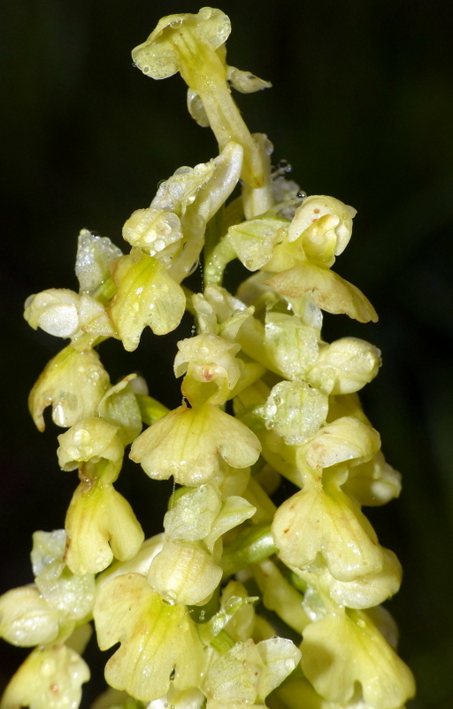 Il lago di Campotosto, orchidee, maltempo eschiarite! maggio/giugno 2023.